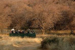 Ranthambore Jeep & Canter Safari