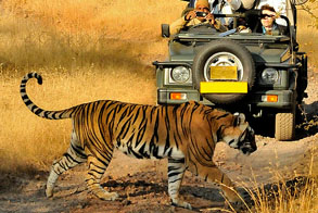 Full day & Half day Safari by Jeep